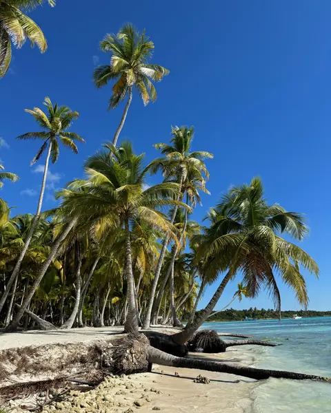 Cocoteros inclinados sobre la arena blanca y el mar turquesa de Isla Saona, República Dominicana